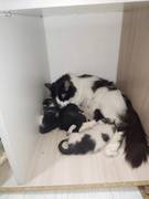 Бездомная кошка родила