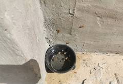 Тараканы на улицах 5 МКР ВИДЕО