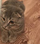 Пропал кот веслоухий 33мкр вернуть за вознаграждение