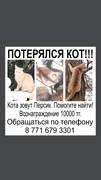 Помогите найти кота
