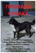 Пропала собака