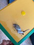 Снова мыши.