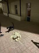 Застройщик, реши проблему, пока балконом не убило! ВИДЕО