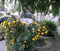 Терпение и труд — всё перетрут!