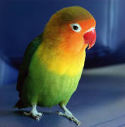 Помогите в поиске! Потерялся любимец