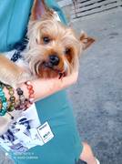 Ищем хозяина собаки!