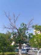 Уважаемый акимат г. Актау, примите меры!!!!