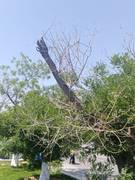 Уважаемый акимат г. Актау, примите меры!!!!