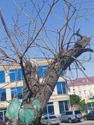 Уважаемый акимат г. Актау, примите меры!!!!