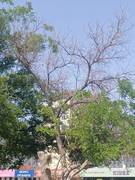 Уважаемый акимат г. Актау, примите меры!!!!