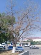 Уважаемый акимат г. Актау, примите меры!!!!