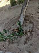 Деревья падают