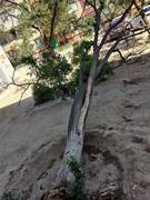 Деревья падают