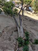 Деревья падают