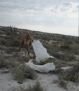 Деликатесный корм для верблюдов.