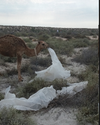 Деликатесный корм для верблюдов.