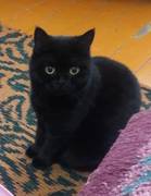 Пропала кошка