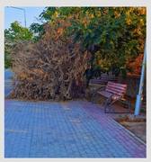 Если дерево засохло, значит...