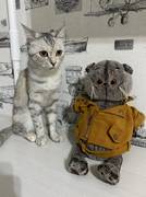 Пропала кошка