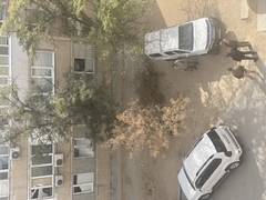 Когда перестанут вырубать зелёные деревья?!