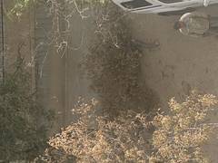 Когда перестанут вырубать зелёные деревья?!