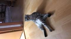 Пропала кошка