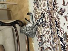 Пропала кошка