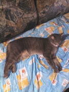 Кто потерял кота?