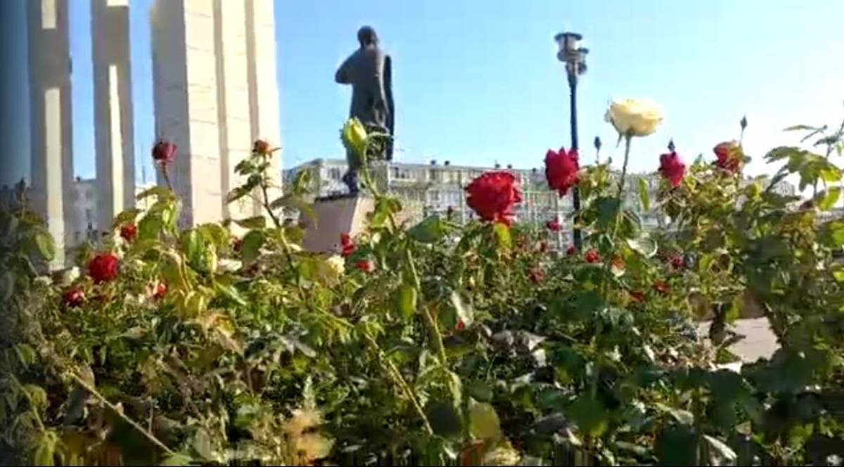 Розы не завяли: специалисты ответили на возмущения горожан по ...