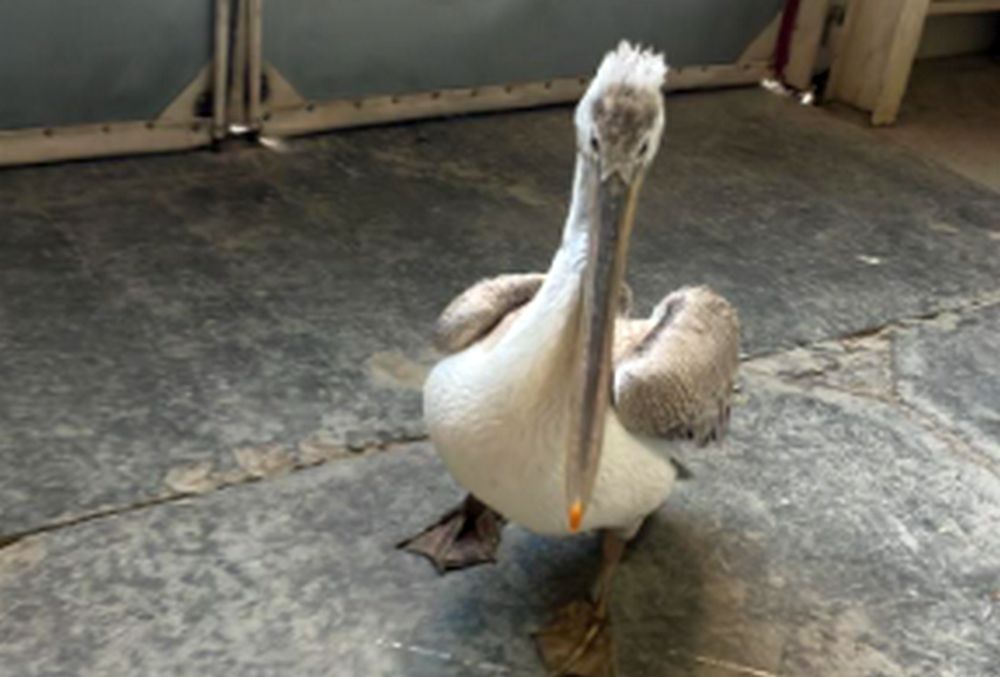 Фото вахтовиков, нашедших пеликана