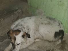 Найден  пес