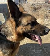 Нашлась собака