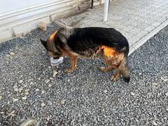 Найдена немецкая овчарка