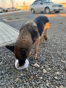 Найдена немецкая овчарка