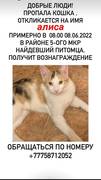 Пропала кошка