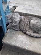 Найдена кошка шотландской породы