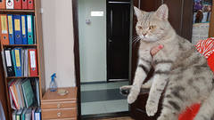 Найден котенок.