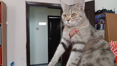 Найден котенок.