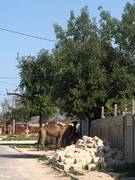 Беспредел в селе Умирзак