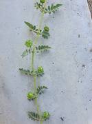 Колючки в городе