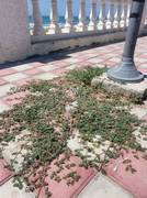 Колючки в городе