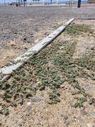 Колючки в городе