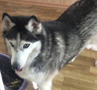 Отдам хозяину