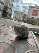 Домашний кот потеряшка! Найдись, хозяин!