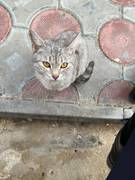 Домашний кот потеряшка! Найдись, хозяин!