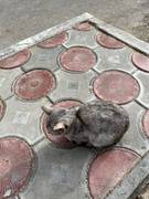 Домашний кот потеряшка! Найдись, хозяин!