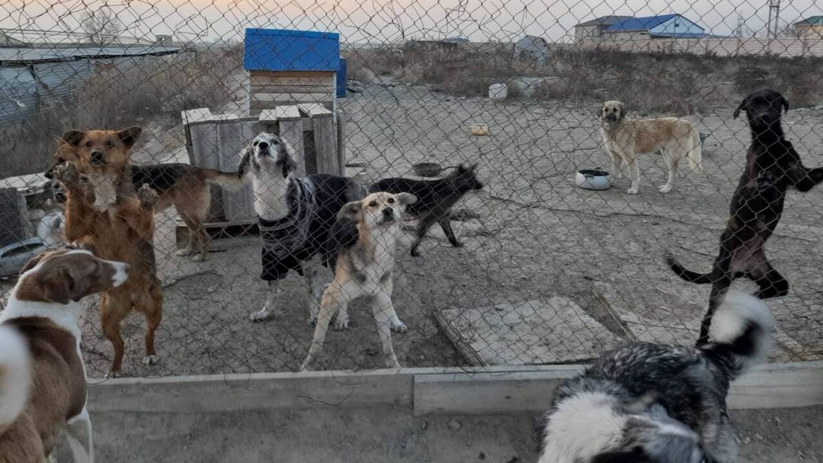 Собаки в приюте ОФ «Шанс»– Лига защиты животных» в Актау / Фото из архива фонда
