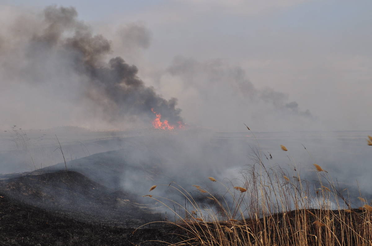 Возгорание камыша и сухой растительности. Фото: Инфоштаб