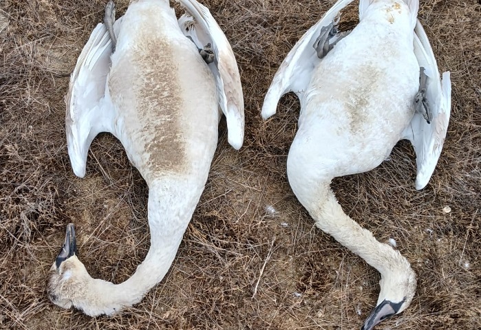 Погибшие лебеди. Фото специалистов Устюртского государственного природного заповедника