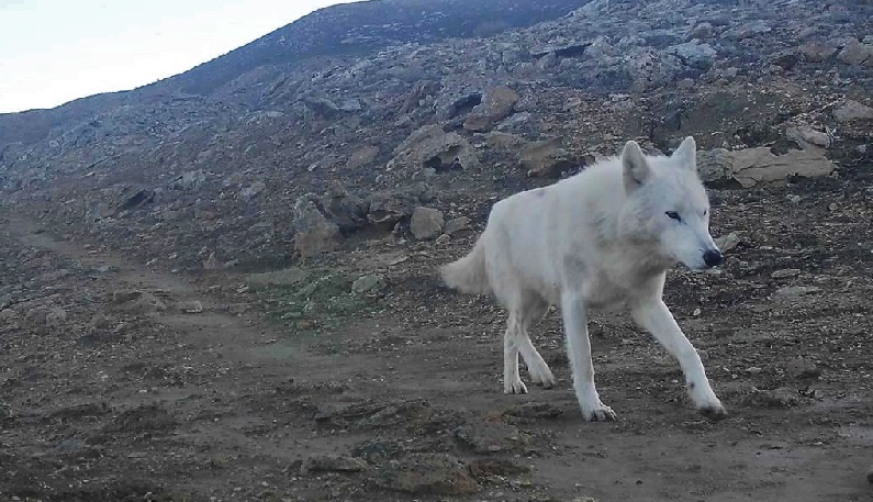 Фото белого волка с фотоловушки, установленной сотрудниками природного парка «Кызылсай»